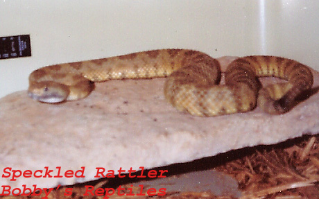My Male Speckled Rattler 1 copy.jpg [74 Kb]